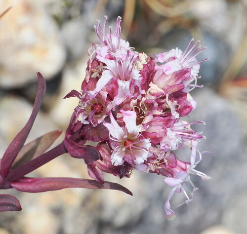 Viscaria alpina (Viscaria alpina)