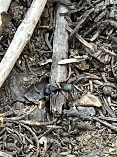iNaturalist observation photo of Western Black Carpenter Ant