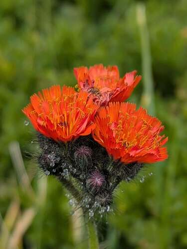orange hawkweed
