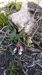 Claytonia