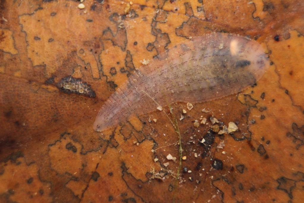 Alboglossiphonia reisui