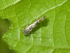 Phyllonorycter rajella