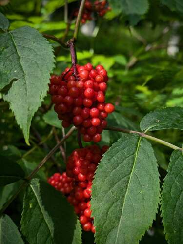 red-berried elder