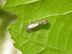 Phyllonorycter rajella