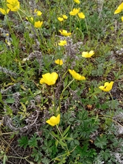 Ranunculus pedatus