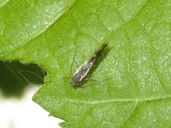 Phyllonorycter rajella