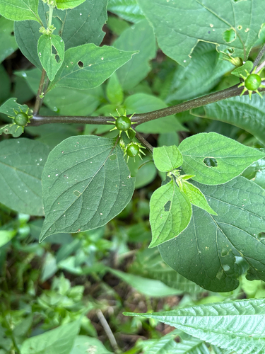 Lycianthes biflora