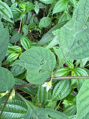 Lycianthes biflora, photograph 2