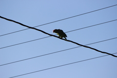 Amazona viridigenalis
