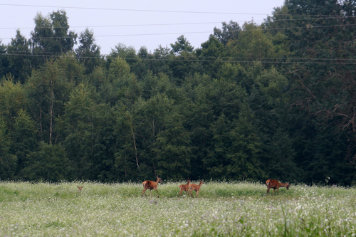 Western Roe Deer