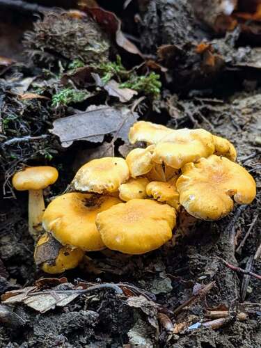 Golden Chanterelle