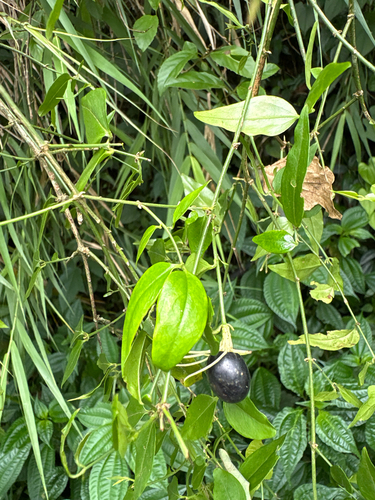 Jasminum nervosum, photograph 5