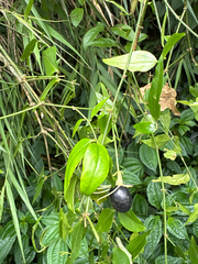 (c) 黃美滿, some rights reserved (CC BY) Jasminum nervosum, photograph (c) 黃美滿, some rights reserved (CC BY)
