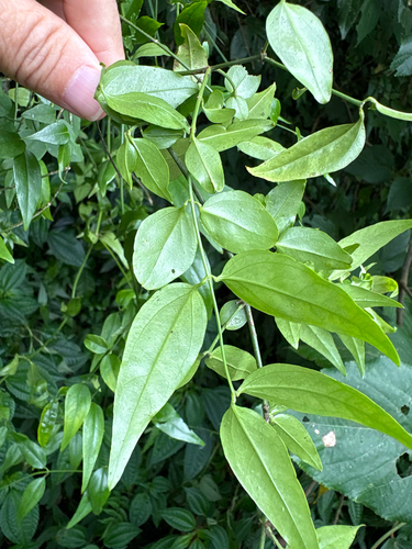 Jasminum nervosum, photograph 4