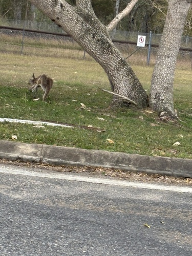 Eastern Grey Kangaroo