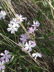 Phlox speciosa
