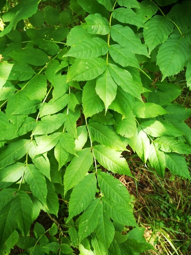 Paprastasis uosis