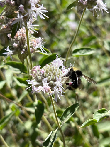 iNaturalist observation photo of Bumble Bees