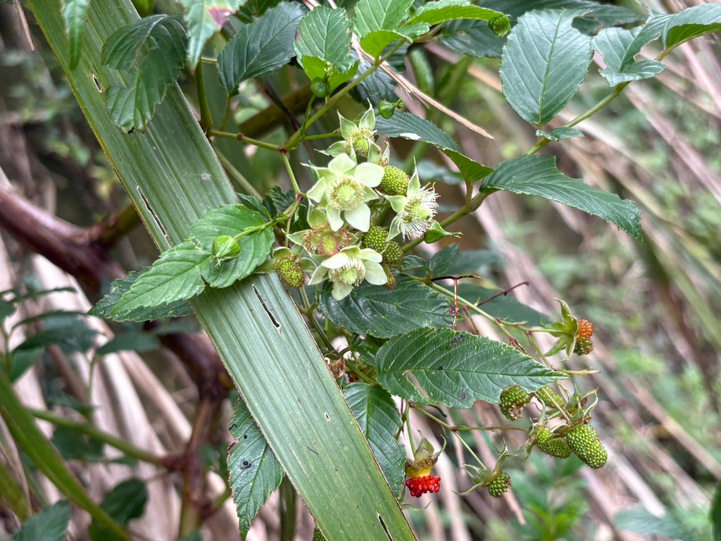 Rubus fraxinifolius; photograph (c) 黃美滿, some rights reserved (CC BY)