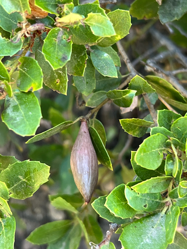 iNaturalist observation photo of Winged and Once-winged Insects