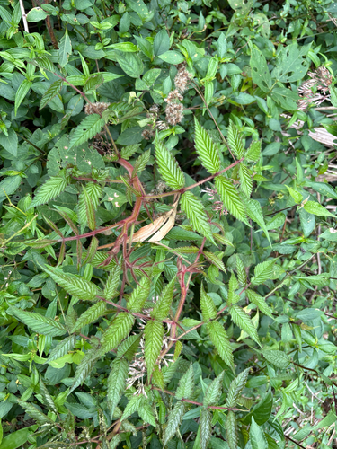 Rubus croceacanthus, photograph 3