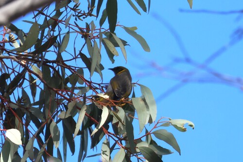 Yellow-plumed Honeyeater (Ptilotula ornata), photo 5
