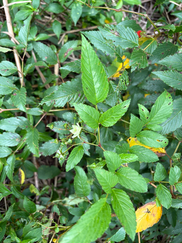 Rubus fraxinifolius, photograph 1