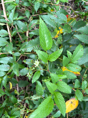 (c) 黃美滿, some rights reserved (CC BY) Rubus fraxinifolius, photograph (c) 黃美滿, some rights reserved (CC BY)
