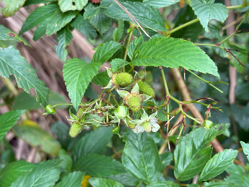 Rubus fraxinifolius, photograph 2