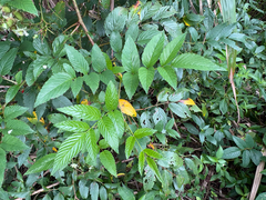(c) 黃美滿, some rights reserved (CC BY) Rubus fraxinifolius, photograph (c) 黃美滿, some rights reserved (CC BY)