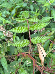 Rubus croceacanthus, photograph (c) 黃美滿, some rights reserved (CC BY)