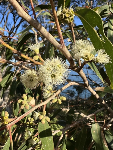 Eucalyptus capitellata observed 2026-08-02
