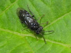 Eriocampa umbratica