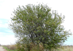 Maclura