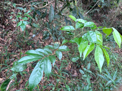 Archidendron lucidum, photograph (c) 黃美滿, some rights reserved (CC BY)