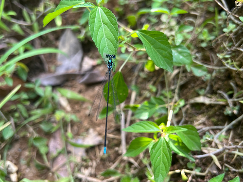 Blue Forest Damsel