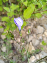 Linum narbonense