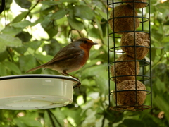 Erithacus rubecula