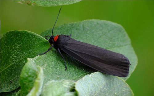 Red-necked Footman