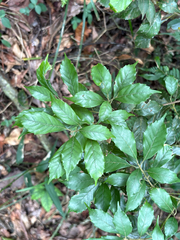 Lithocarpus konishii