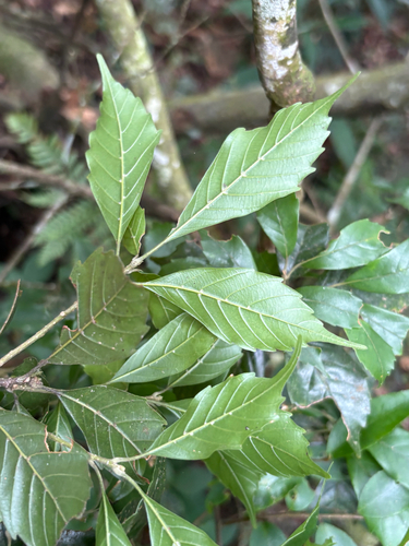 Lithocarpus konishii, photograph 2