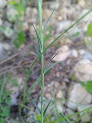 Linum narbonense