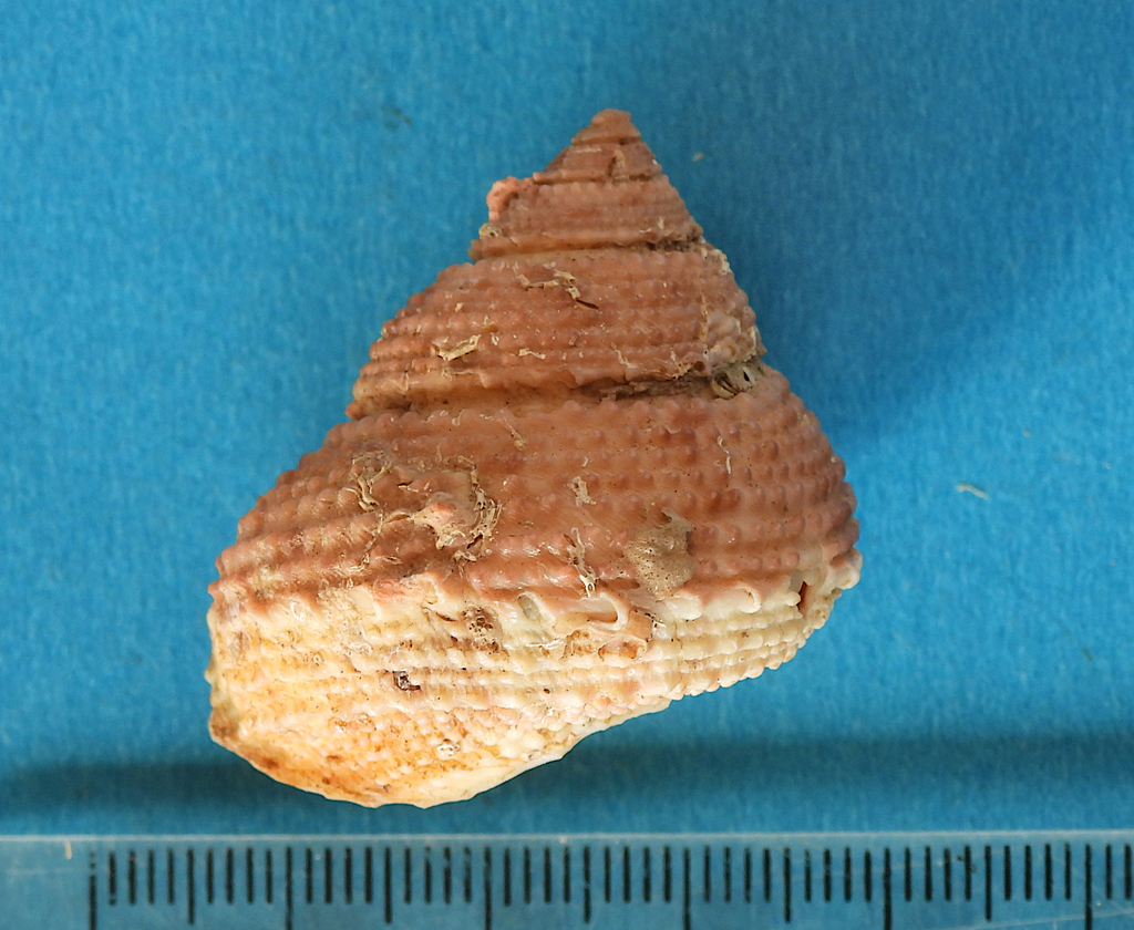Bolma bathyrhaphis