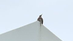 Aves
