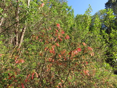 Erica glandulosa