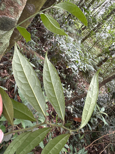 Sabia swinhoei, photograph 2