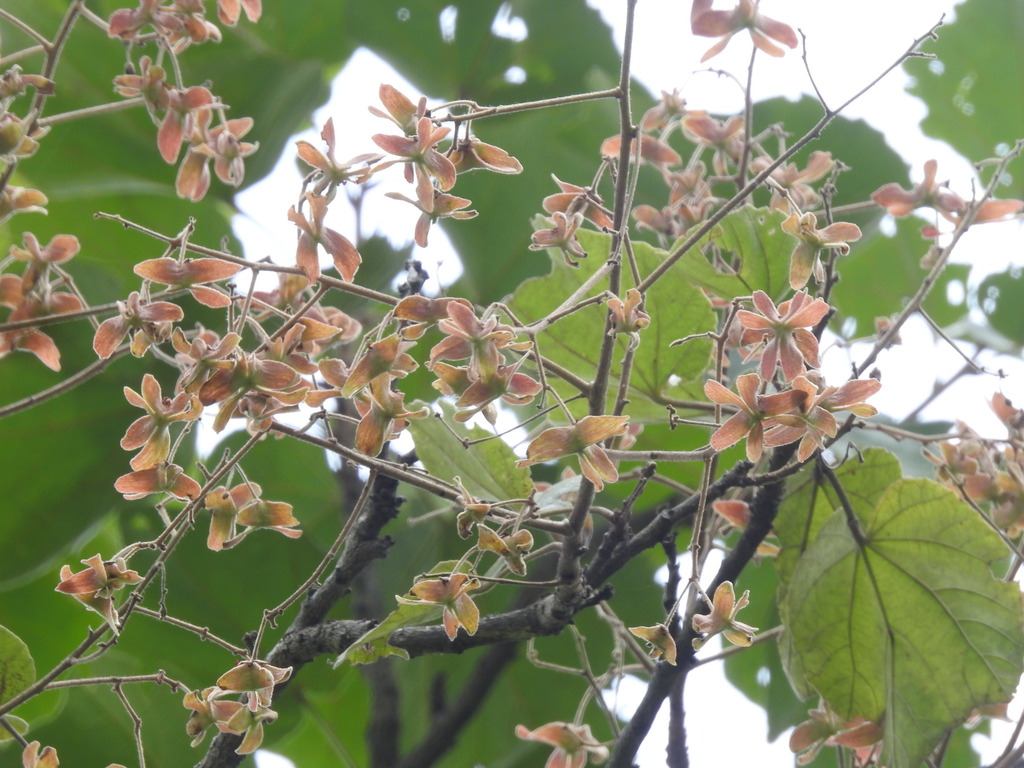 Berrya mollis (Berrya mollis)