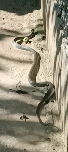 grass snake