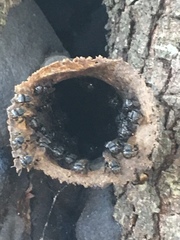 Scaptotrigona postica