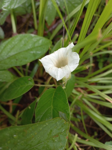 Argyreia breviscapa, 2026-08-01